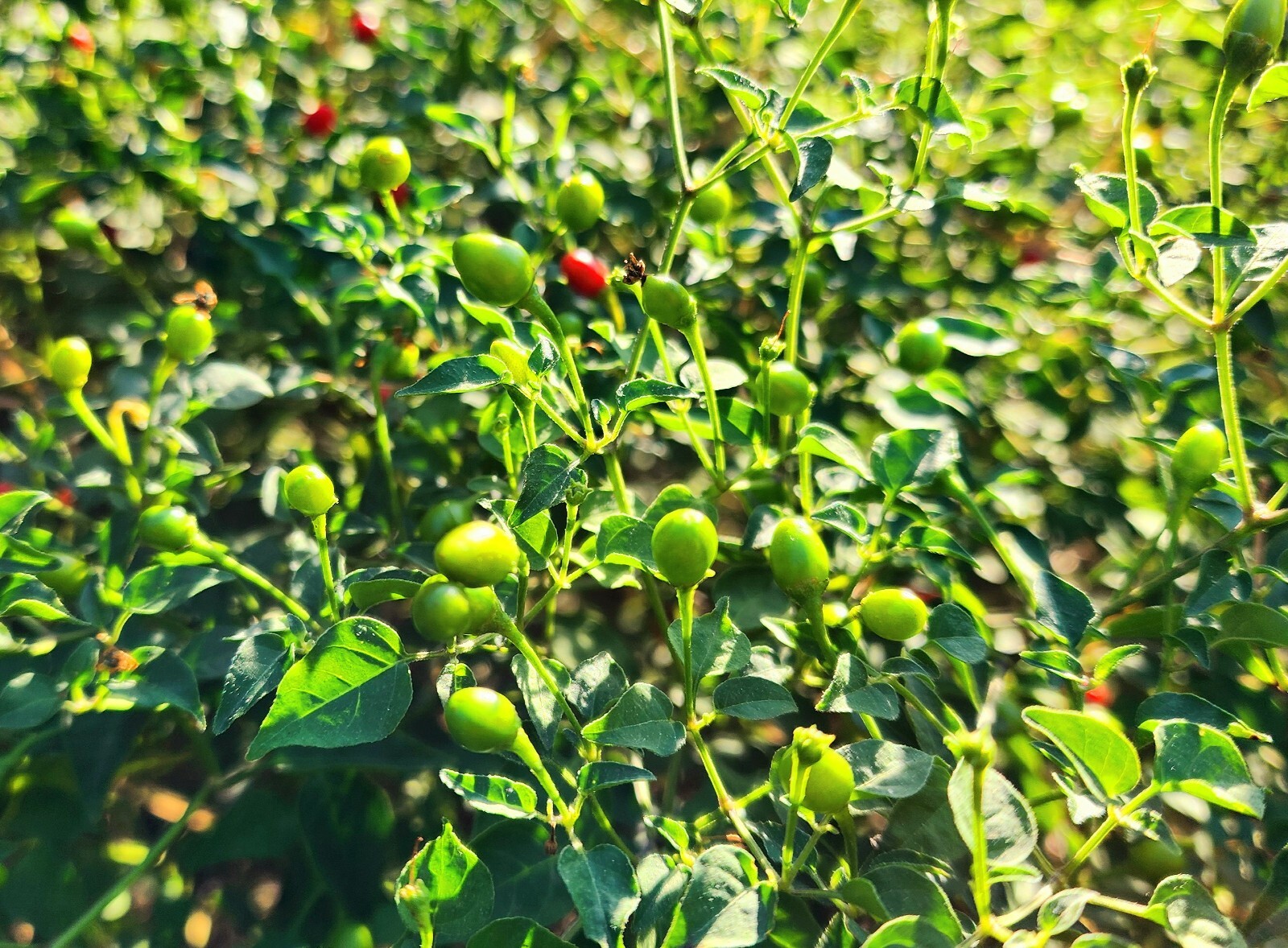 Heirloom Chiltepin Pepper Seeds – Capsicum anuum var. glabriusculum – Non-GMO