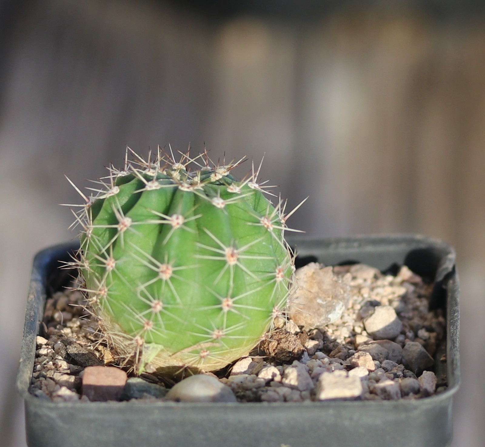 Echinopsis hybrid ‘Desdemona’