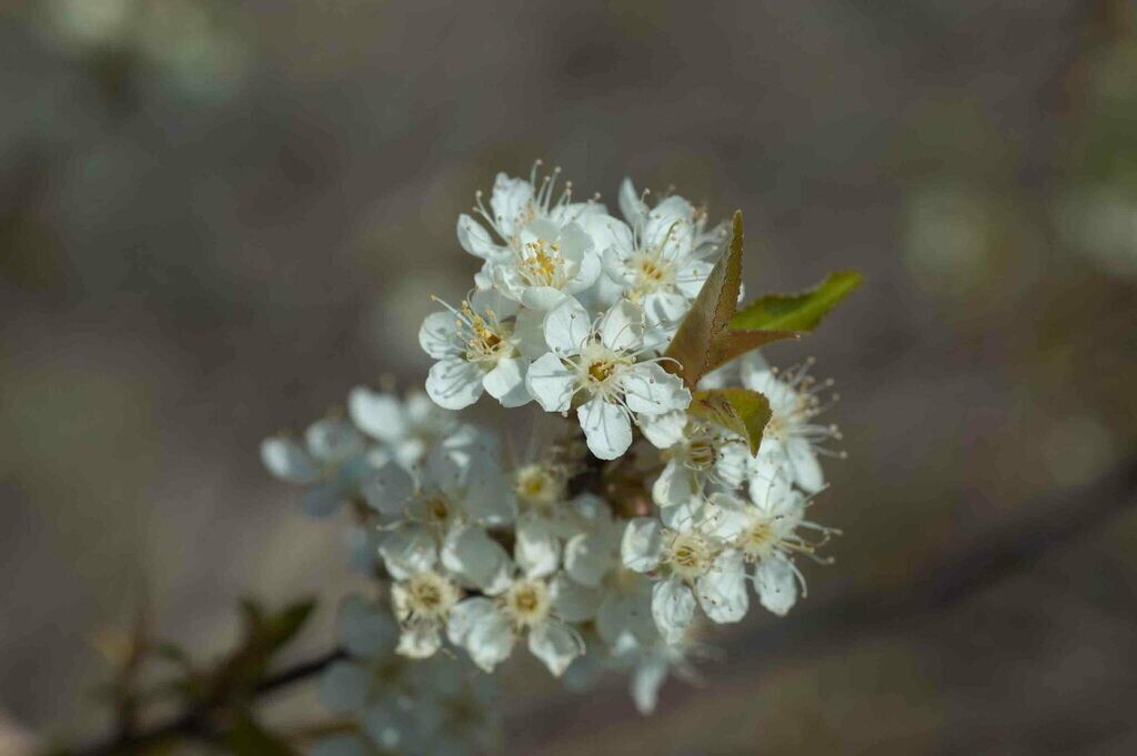Fire Cherry Tree | Premium Seeds | Prunus pensylvanica ‘Summer’ | Plants’®