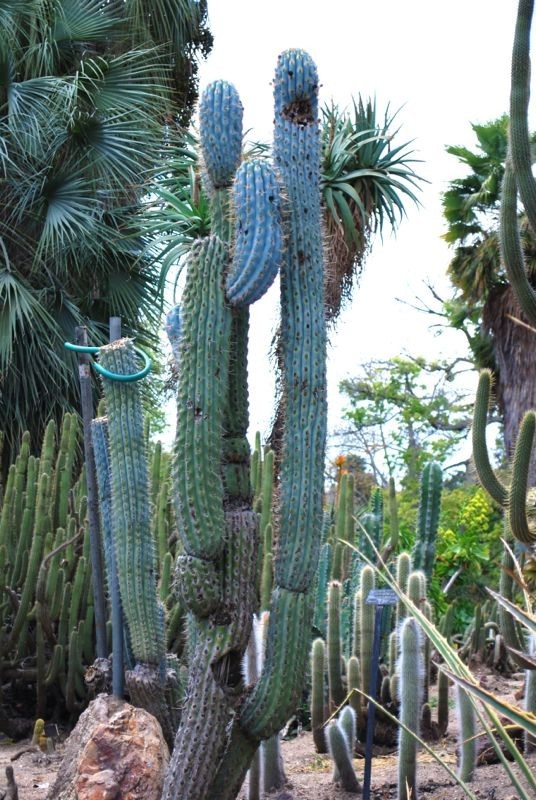 10 “BLUE CEREUS” CACTUS SEEDS (Browningia hertlingiana) RARE Tree Like Cacti