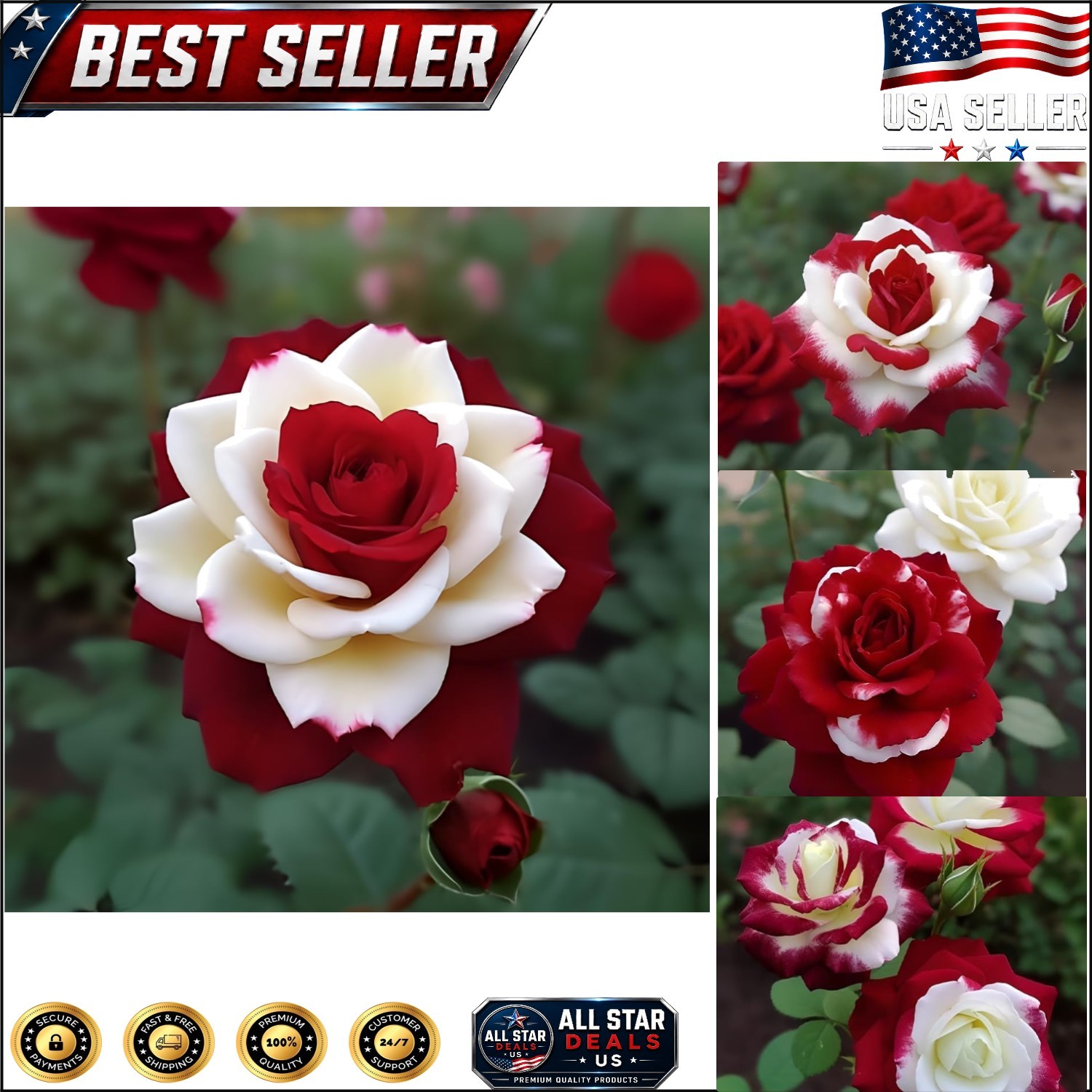 20 Twin Red & White Rose Seeds for Lush Garden Blooms – Non-GMO Heirloom