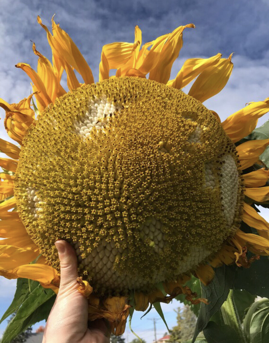 MAMMOTH GREY STRIPE – MASSIVE SUNFLOWER – TALL – 16-18” BLOOMS – 20 SEEDS