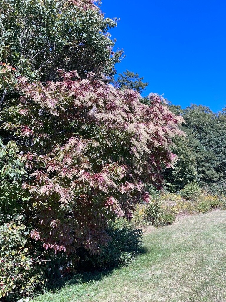 Lily of the Valley Sourwood Seeds (Oxydendrum arboreum) | Honey Bee Tree bonsai