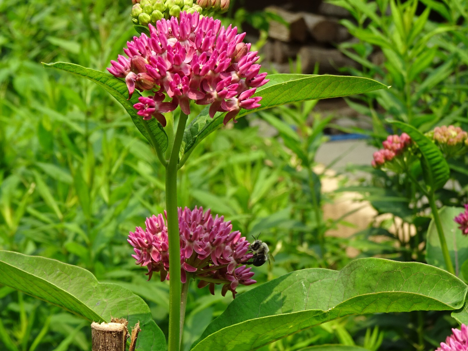 Purple Milkweed Aasclepias purpurascens Native Perennial 15 seeds 2023 Organic