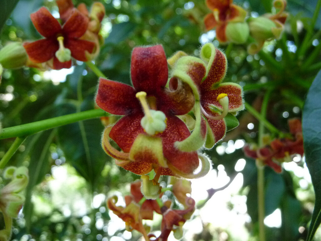 Sterculia Foetida Tree 5 Seeds, Java Olive, Wild India Almond, Ornamental Peon