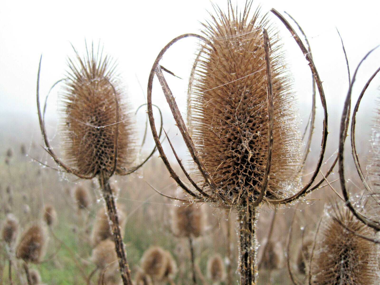 PURPLE TEASEL 100 SEEDS, DIPSACUS FULLONUM, USA SELLER