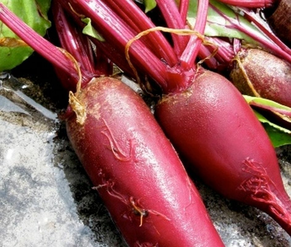 Cylindra Beet Seeds, NON-GMO, Formanova, Butter Slicer, FREE SHIPPING