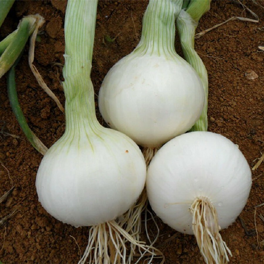 200 WHITE SPANISH SWEET ONION SEEDS ~ 2026 ~ heirloomseedguy ~ USA