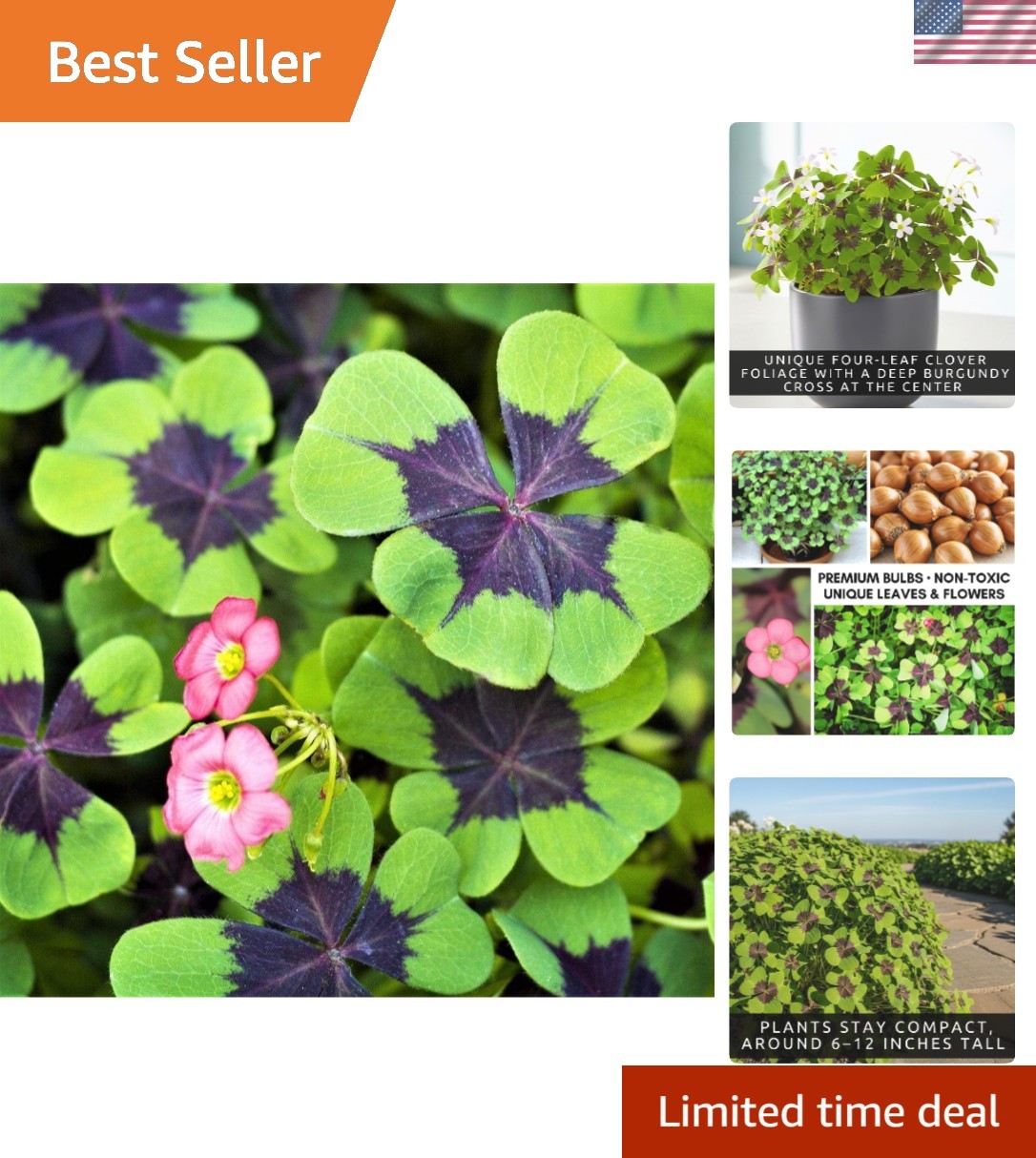 Vibrant Green Iron Cross Shamrock Bulbs – 20 Organic Indoor/Outdoor Plants