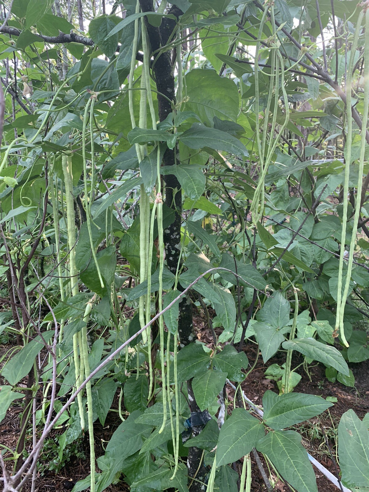 25 Long Bean Seeds  organic 2024 Summer Fresh Non-GMO