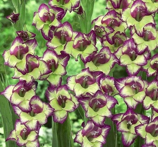 (5) “Red Flash Caladiums” Large Bulbs for Spectacular Blooms