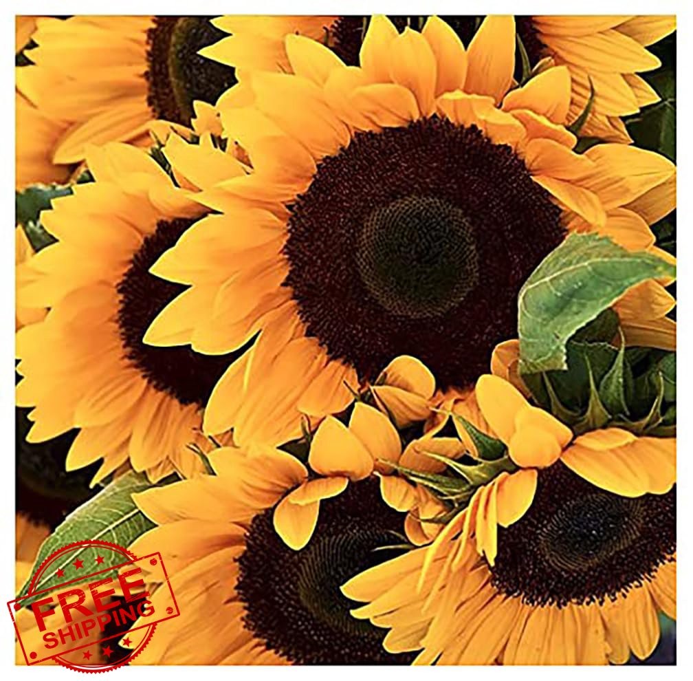 Marde Ross Mammoth Sunflower Seeds