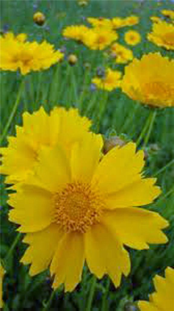 Coreopsis, Lanceleaf flower seeds, Beautiful golden-yellow blooms.