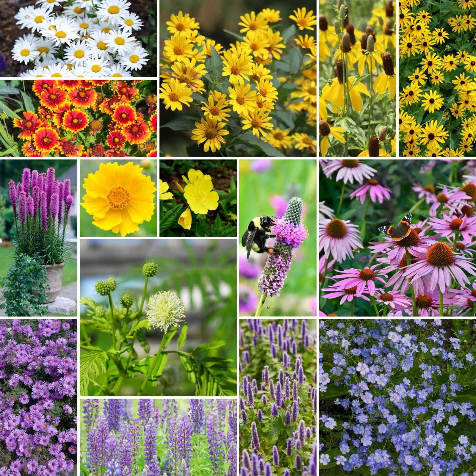 Midwest Wildflower Mixed Seeds – 120,000+ Perennial Seeds for Planting, Attracts