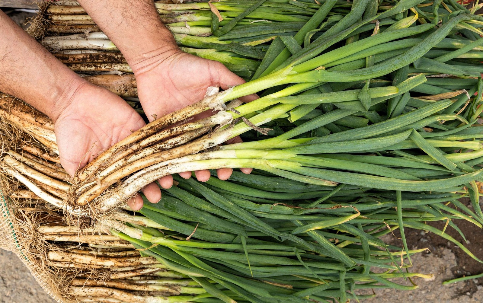 300 Evergreen NEBUKA BUNCHING ONION Japanese Allium Fistulosum Vegetable Seeds