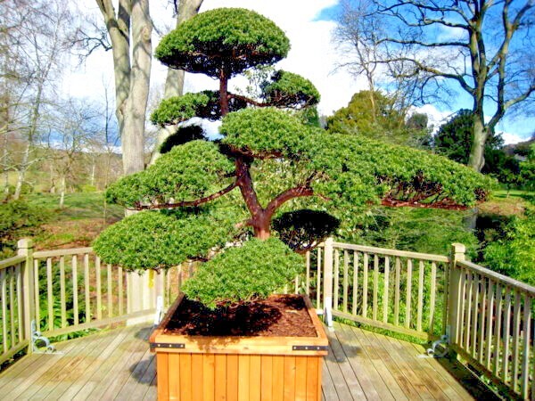10 Japanese “Spreading” Yew (Taxus cuspidata) Tree Seeds, Bonsai or Landscaping