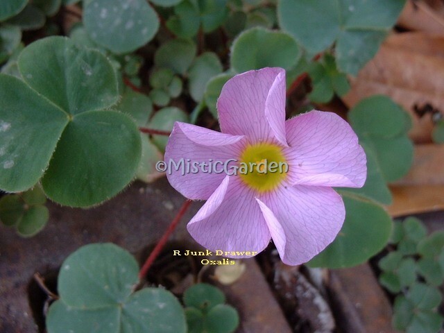 Bulbs Oxalis purpurea White/Alba & Lavender 50 Mix