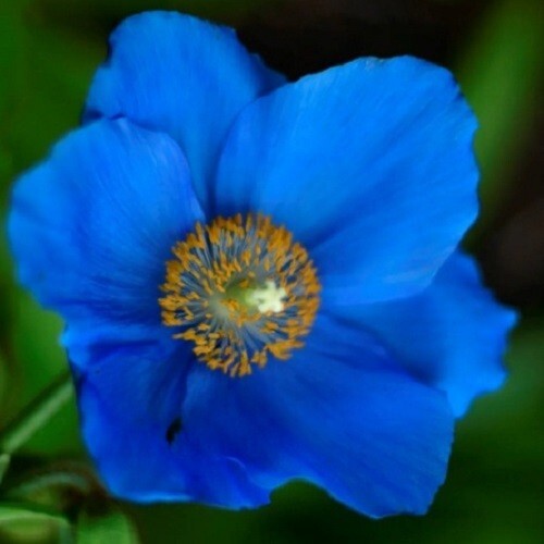 2,500 Stratified Mystic Blue Himalayan Meconopsis Poppy Seeds For Planting