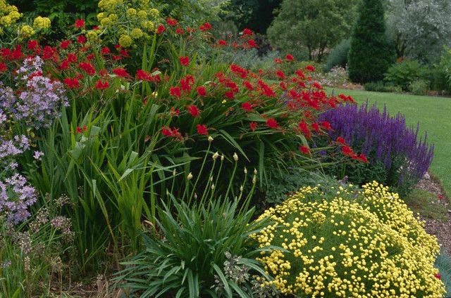 3 Crocosmia Lucifer Flower BULBS – Attracts Hummingbirds *Spring Planting