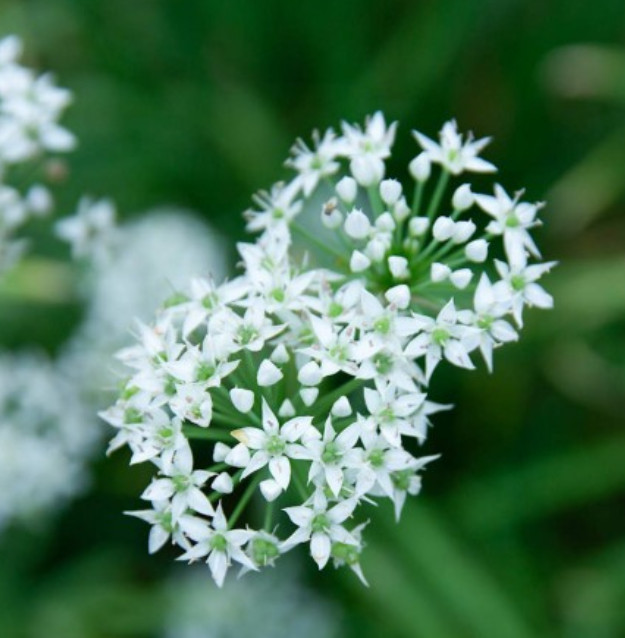 CHIVES GARLIC Herb Garden Culinary Perennial Sauces & Dips Non-GMO 200 Seeds