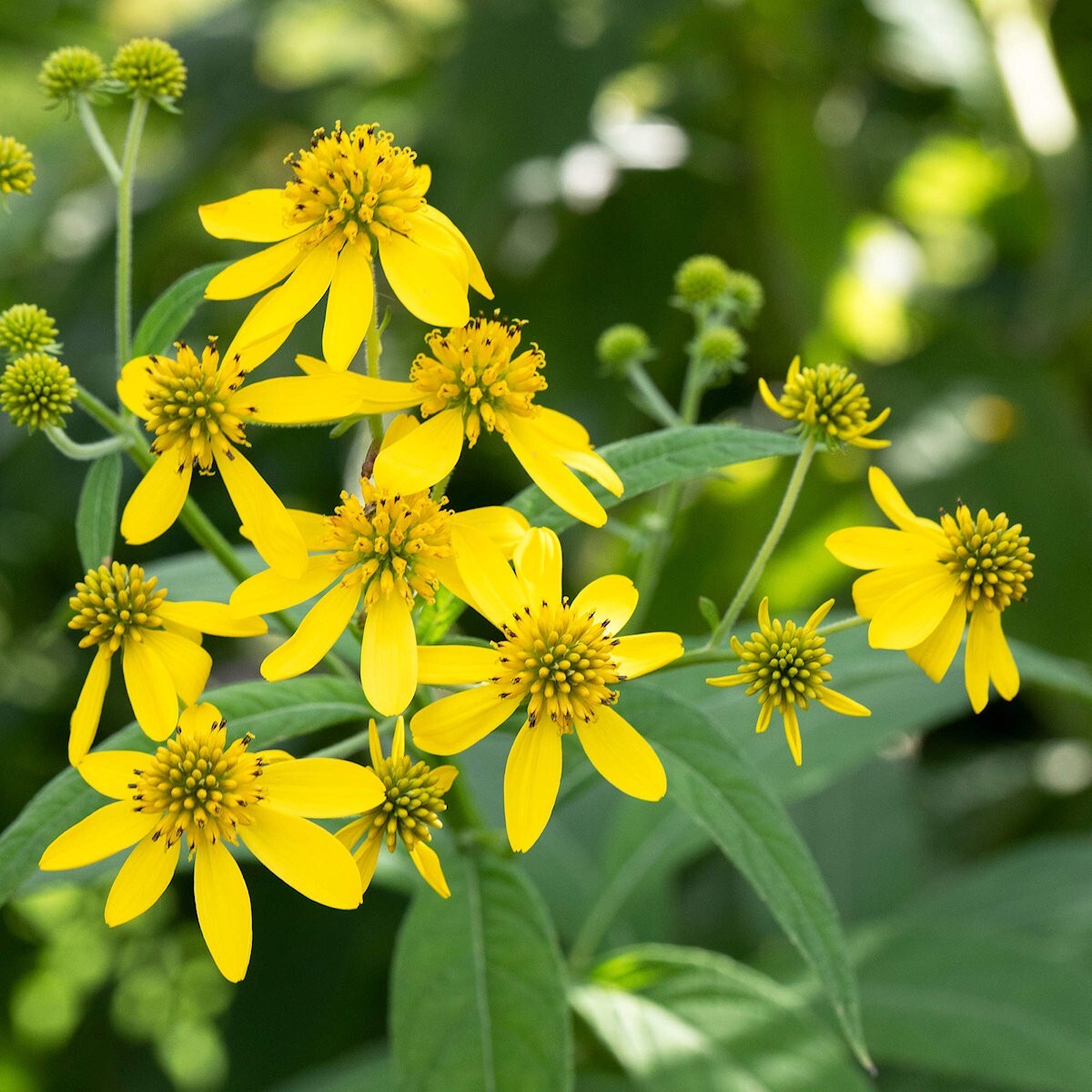 400 Wingstem Wildflower Seeds – Everwilde Farms Mylar Seed Packet
