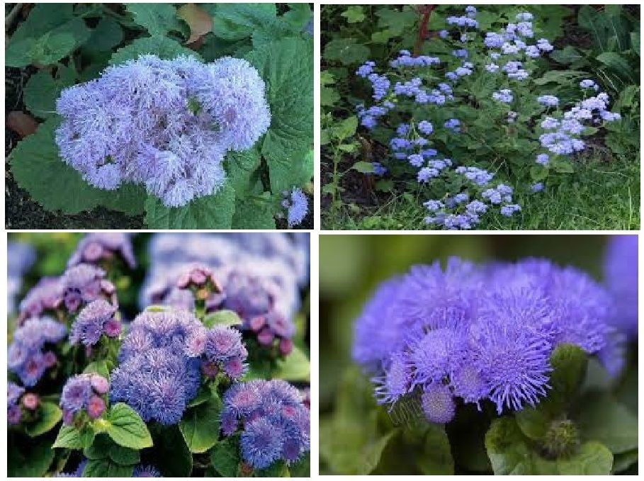 LOTS OF VARIETY OF 8 DIFFERENT KINDS OF FLOWER SEEDS GREAT DEAL! #020 USA Seller