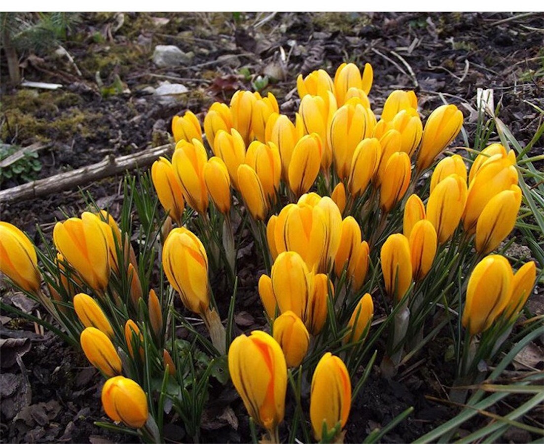 25pc CROCUS SAFFRON SEEDS Garden Plant Flower exotic USA seller FREE shipping