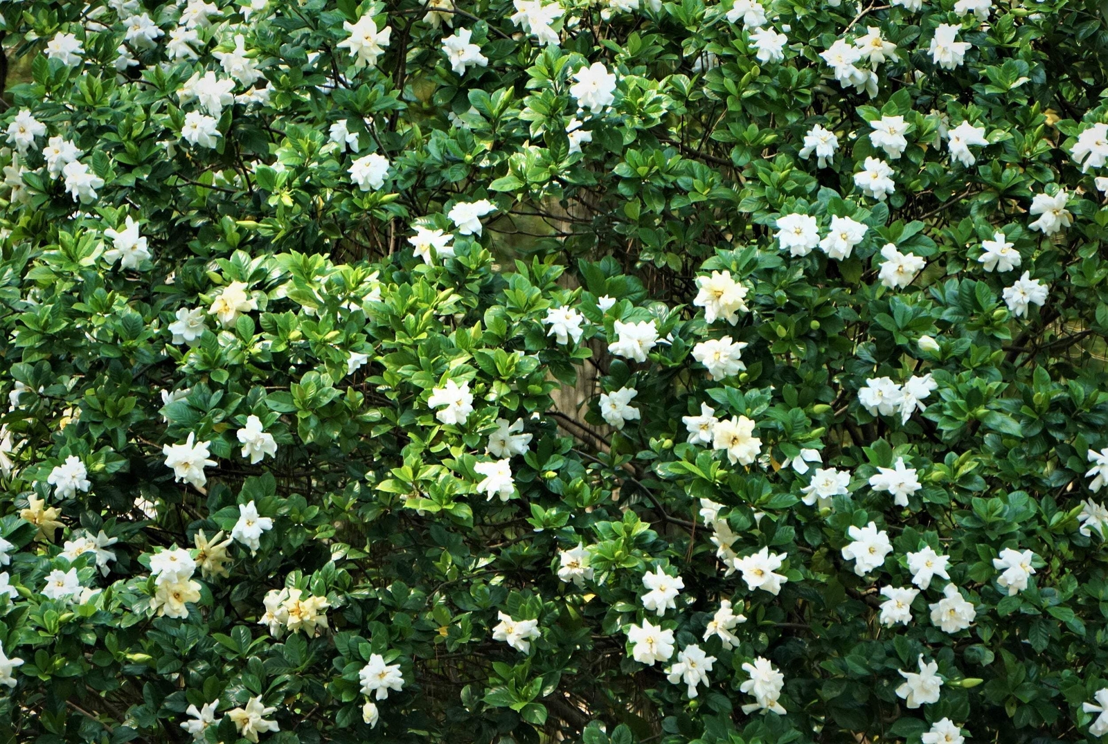 50 GARDENIA / CAPE JASMINE Jasminiodes Fragrant White Shrub Flower Seeds *FlatSH