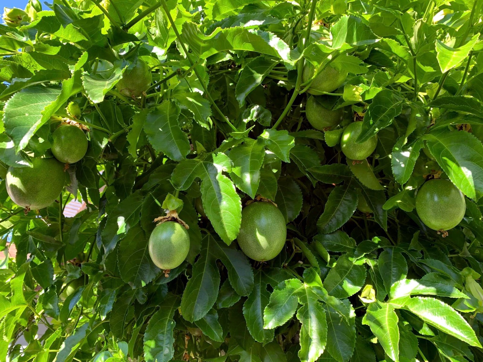 PURPLE PASSION FRUIT FLOWER SEEDS Granadilla Passiflora edulis Garden Vine Plant