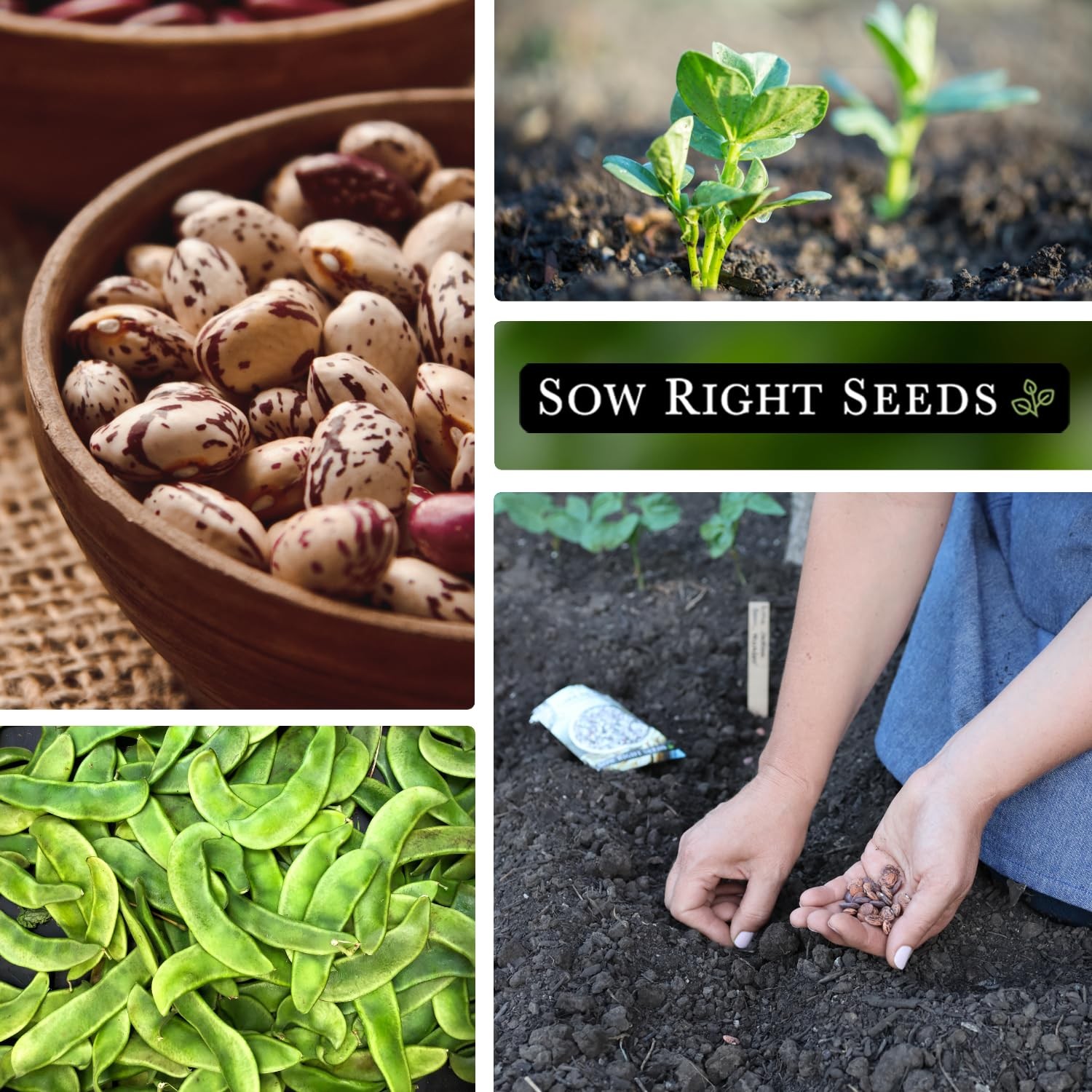 Jackson Wonder Lima Bean Seeds – Non-GMO Heirloom for Home Garden Planting