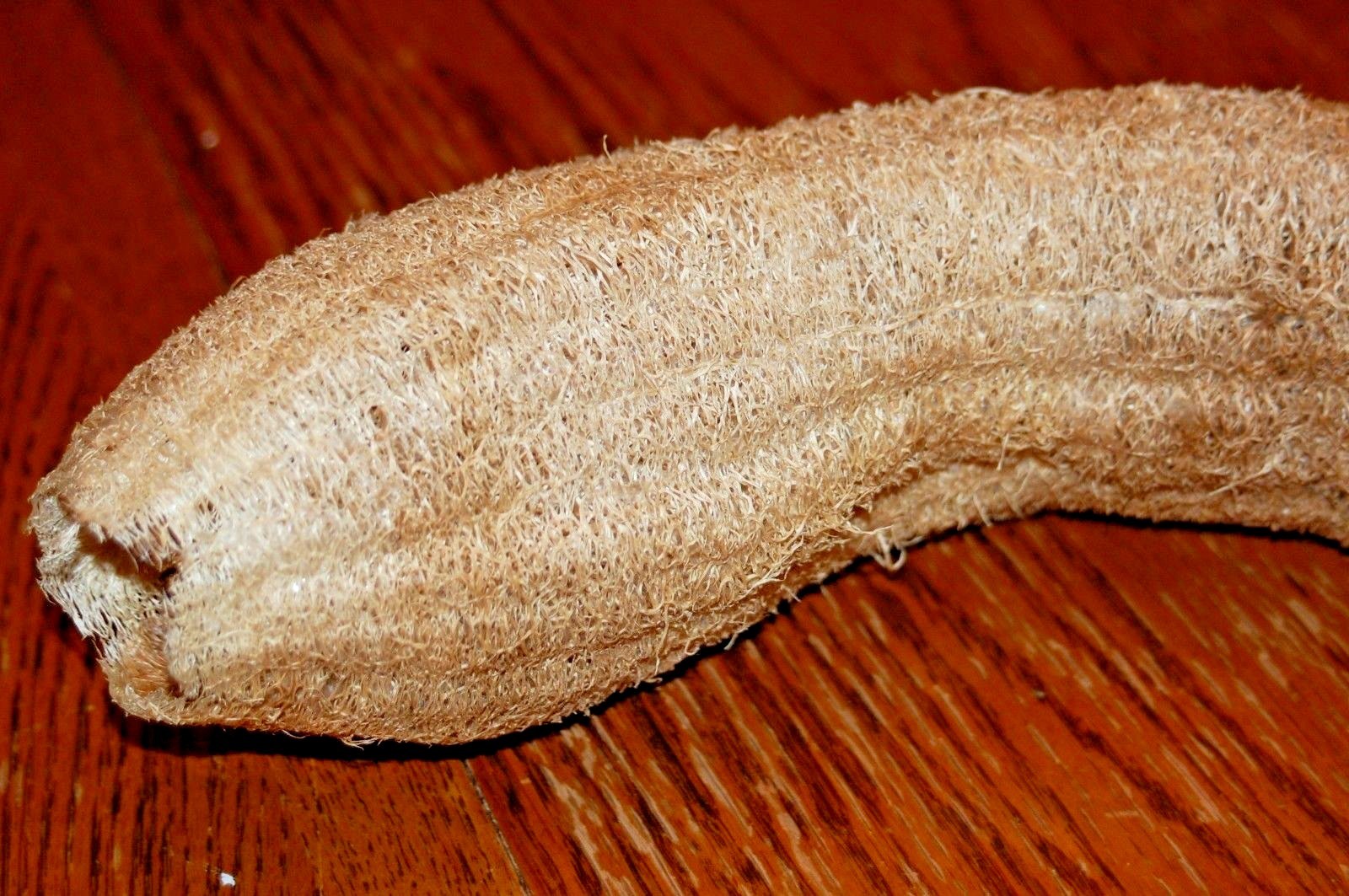 30+LUFFA SPONGE GOURD Seeds Loofah Loofa Lofa Heirloom Vine Garden Container