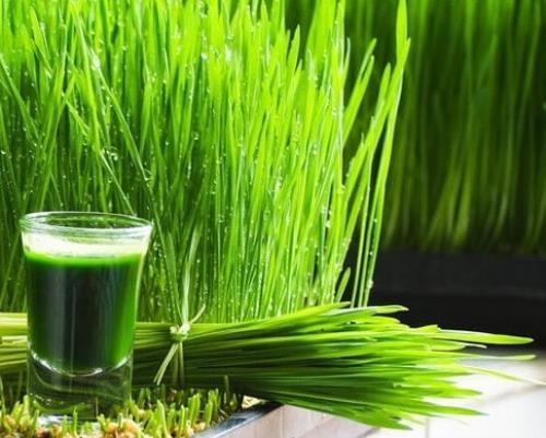 Wheatgrass – Cat Grass – Seeds – Non Gmo – Heirloom Seeds – Wheatgrass Seeds