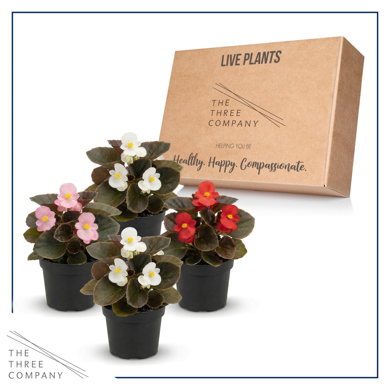 Assorted Dark Leaf Begonias 4 Pack, 8″ Tall Annual Plants in 1 Pt Pot