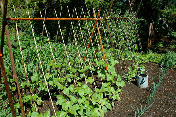 Garden Bean Seeds