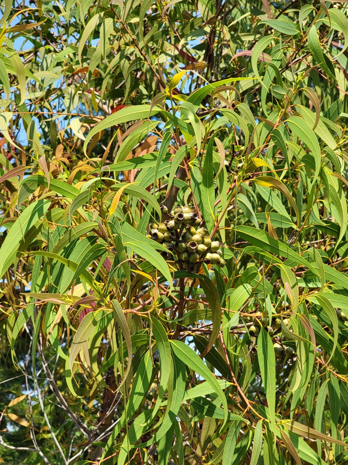 Eucalyptus eximia ssp. nana – (Corymbia) – Dwarf Yellow Bloodwood – Fresh Seeds