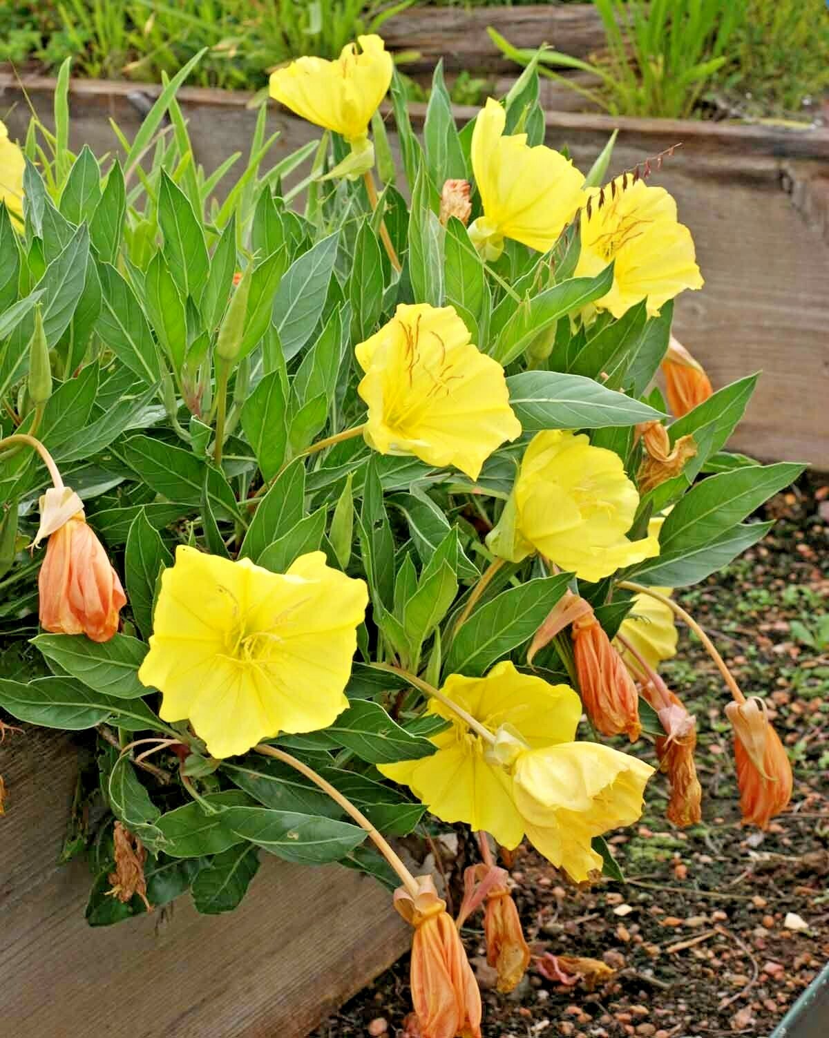 200+Dwarf MISSOURI EVENING PRIMROSE Flower Seeds Drought Groundcover Container