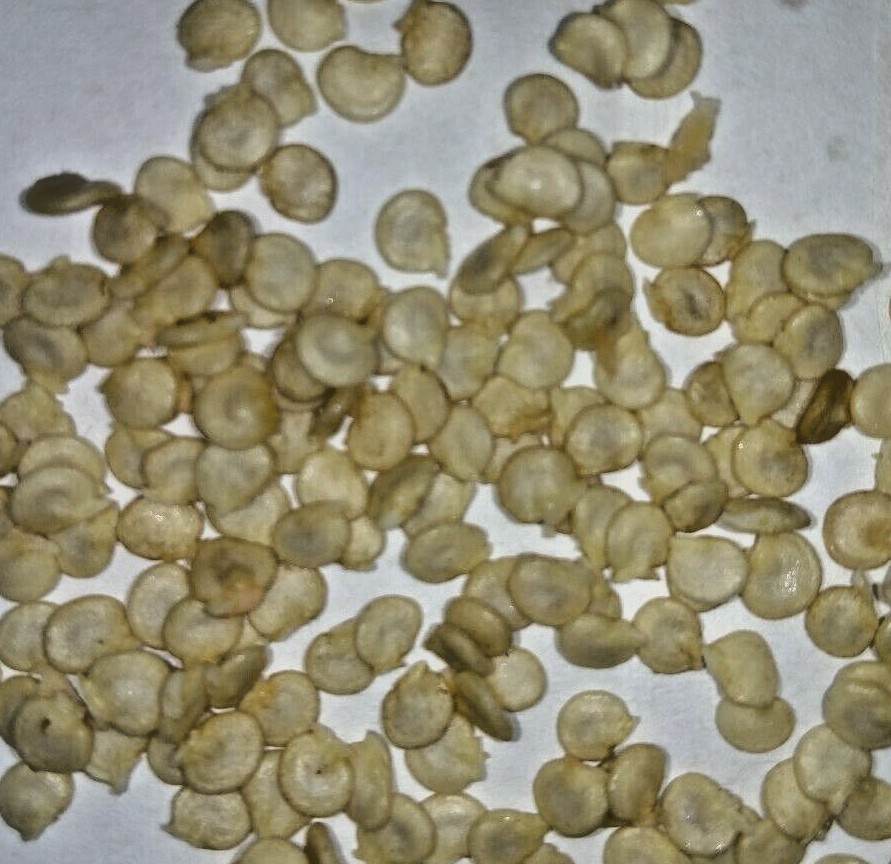 Keystone Giant Bell Pepper Seeds 20+ Sweet Pepper Vegetable **Free Ship**