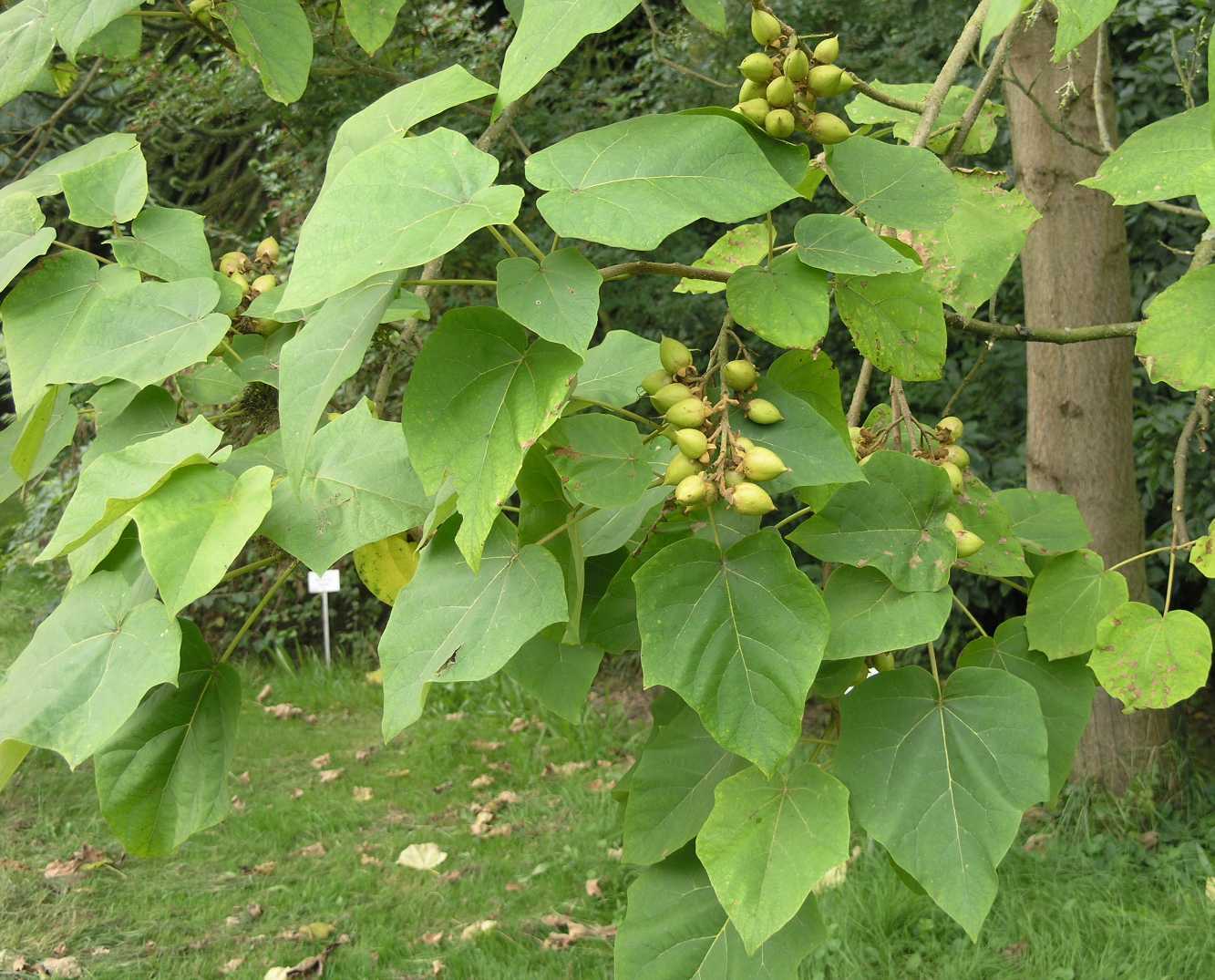 Royal Empress, Paulownia tomentosa, Tree Seeds (Fast, Showy, Fragrant)
