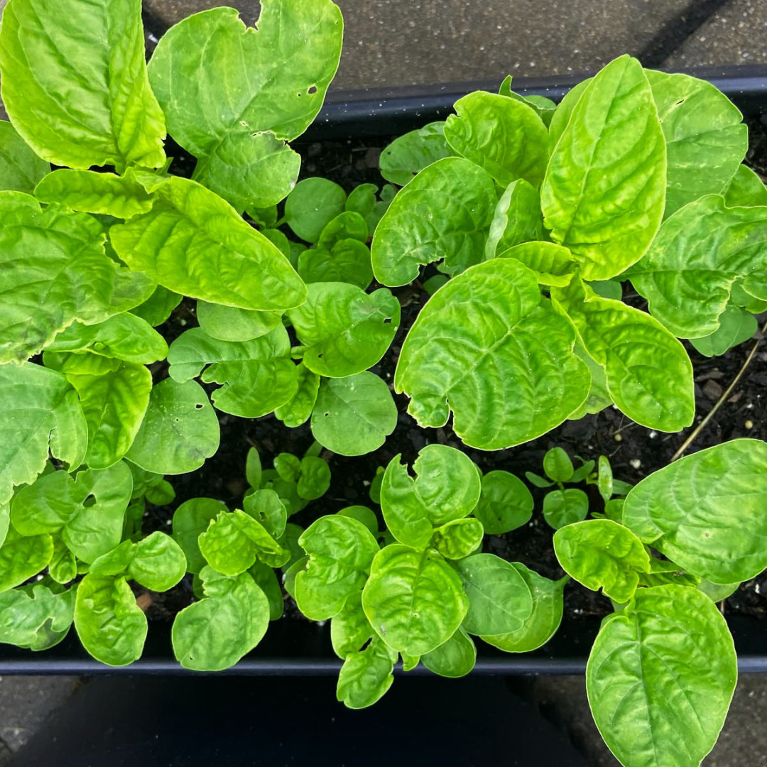 Fresh Green Leaf Amaranth Seeds | Lu Hsien | Heirloom Non-GMO | Asian Vegetables