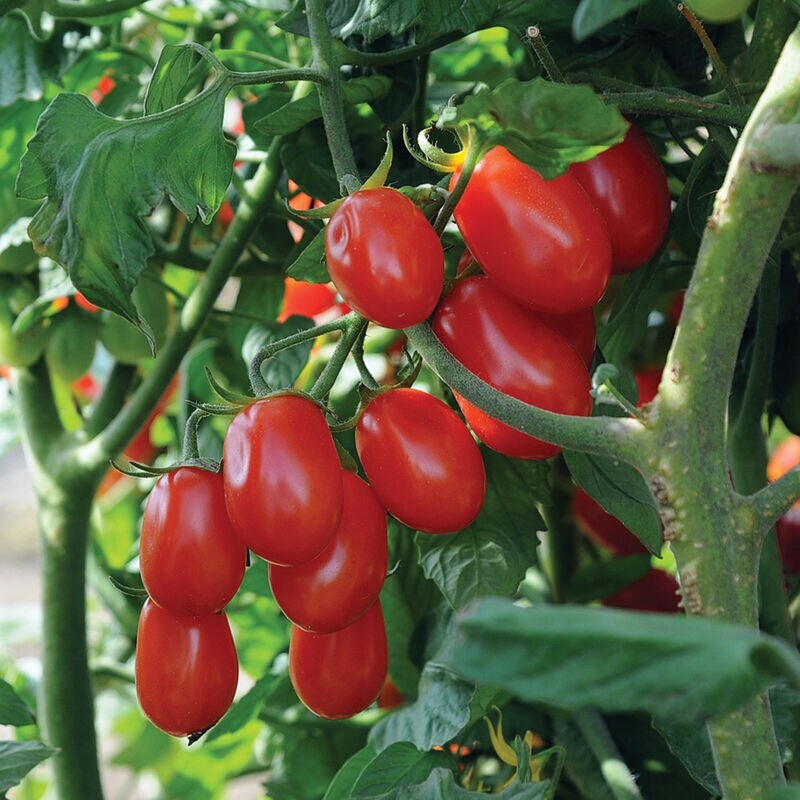 15 Organic Mini Pearl Grape Tomato Seeds, FREE SHIPPING