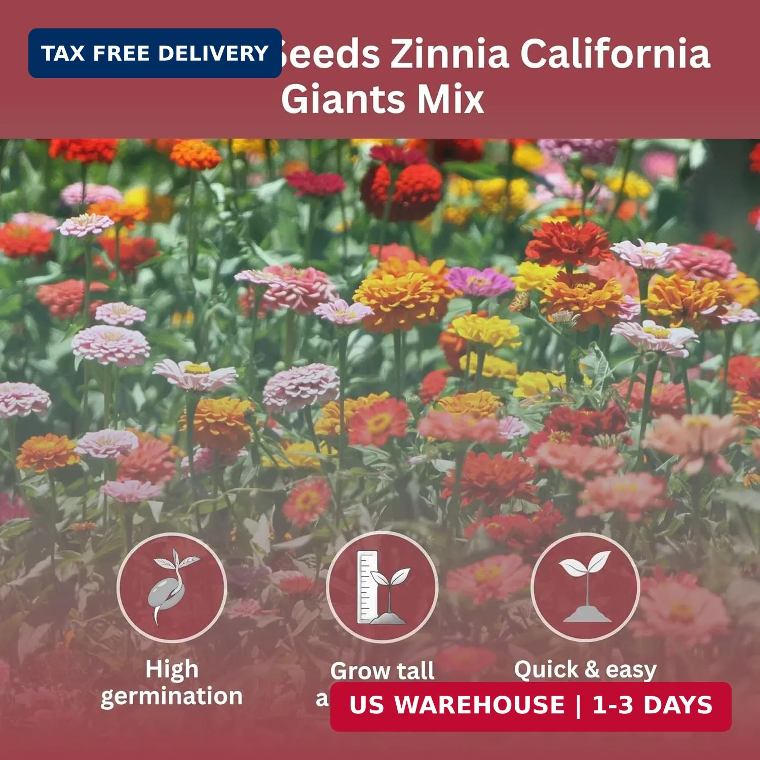 California Giants Zinnia Mix – 4,000+ Seeds – 1 oz Bulk Extra Large Resealable P