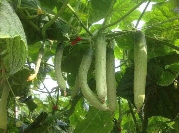 10+ seeds Korean Asian White /Green Sweet Crispy Cucumber Dua Leo Nep Han Quoc