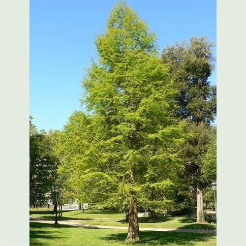 Northern Bald Cypress Tree | Premium Seeds | Taxodium distichum Summer | Plants’