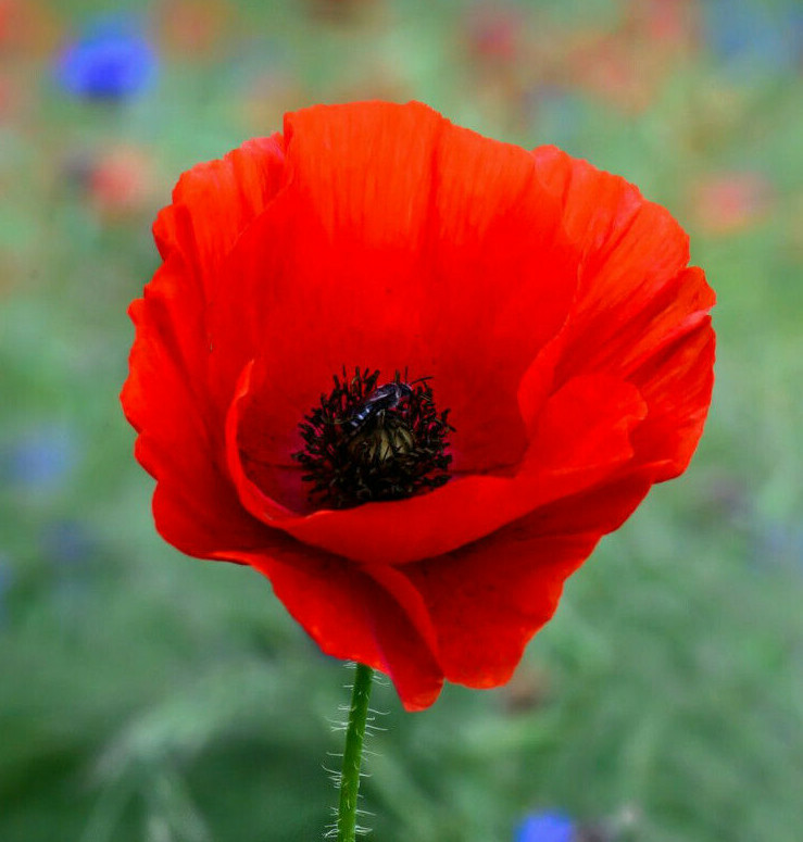 American Legion Poppy Seeds | Red Corn Poppies Remembrance Day Flower Seed 2023