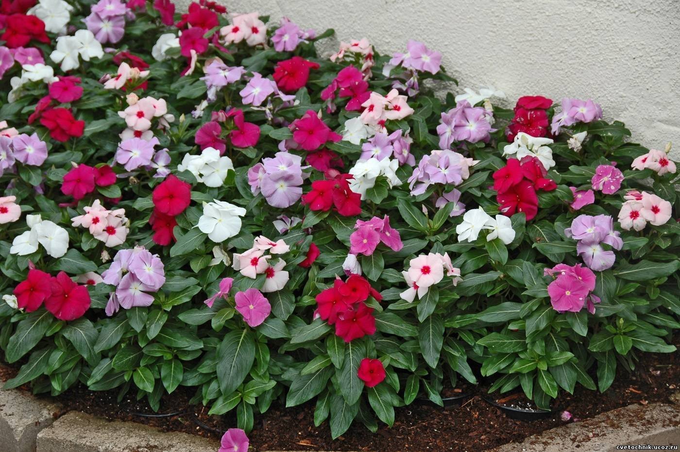 Seeds4planting – Seeds Periwinkle Madagascar Vinca Rosea Mix Balcony Perennai…