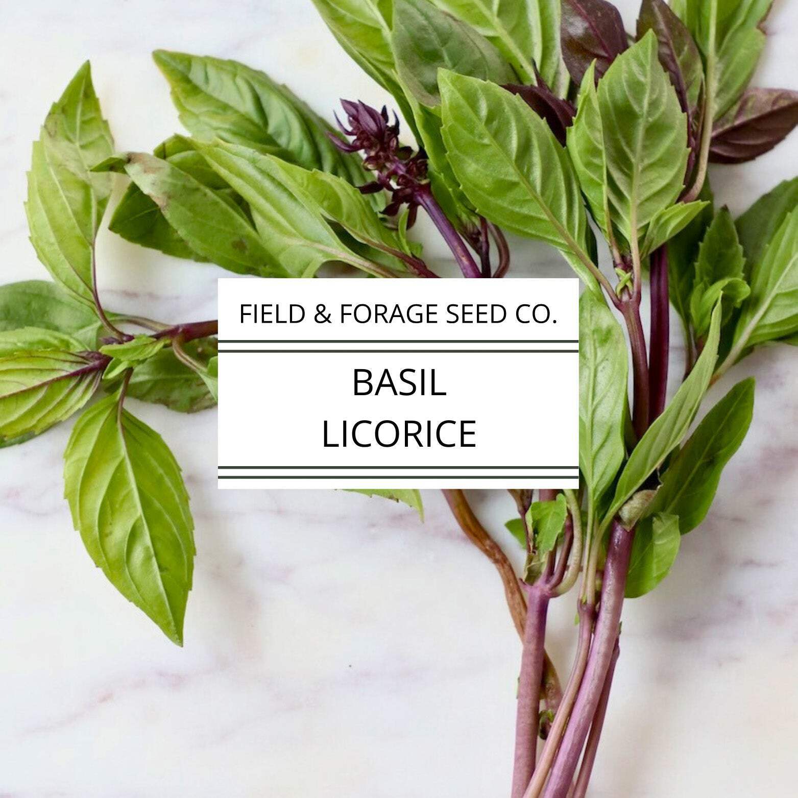 Licorice Basil Seeds | Heirloom Thai Basil | Non-GMO | Culinary & Medicinal Herb