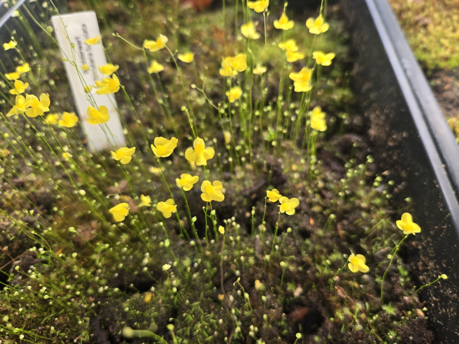 BLADDERWORT 3 PACK- (LIVE) Blanchetii, Subulata, Bisquamata