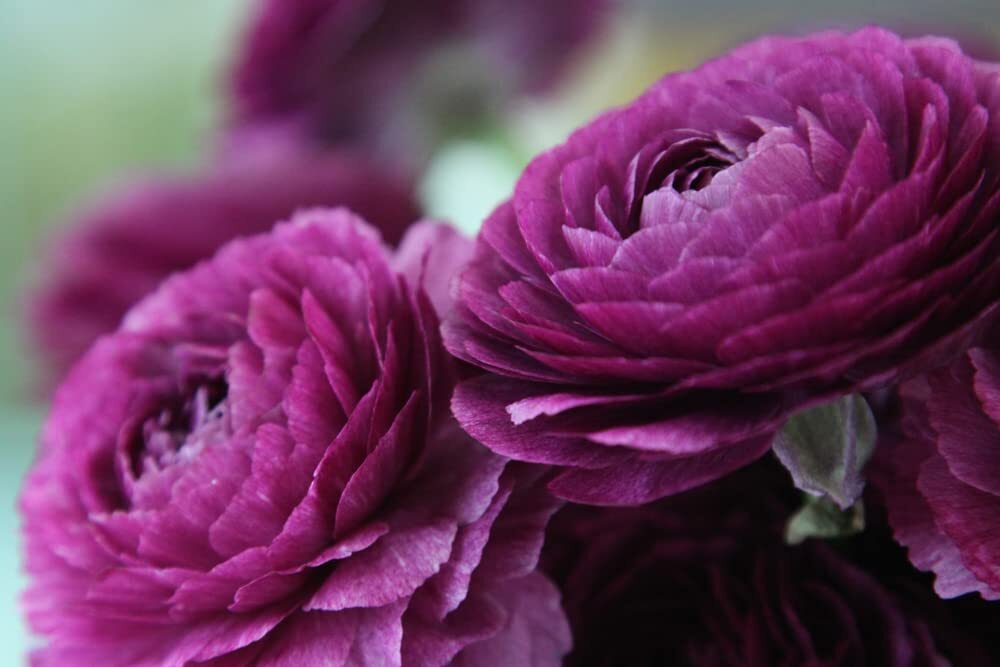 Ranunculus Bulbs for Planting – Buttercup Flower -Plant in Gardens, Containers &