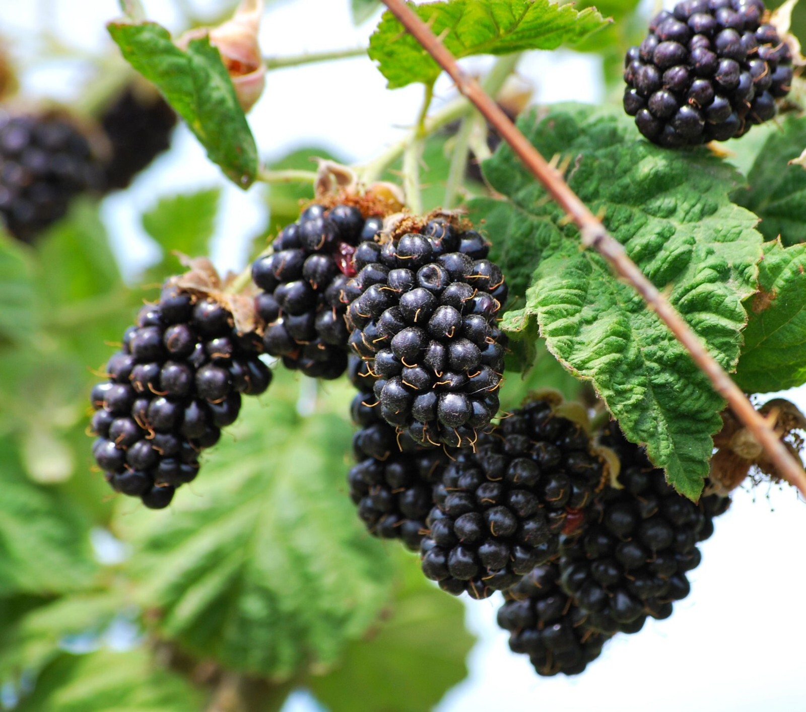 Blackberry (olallie) Live Plant