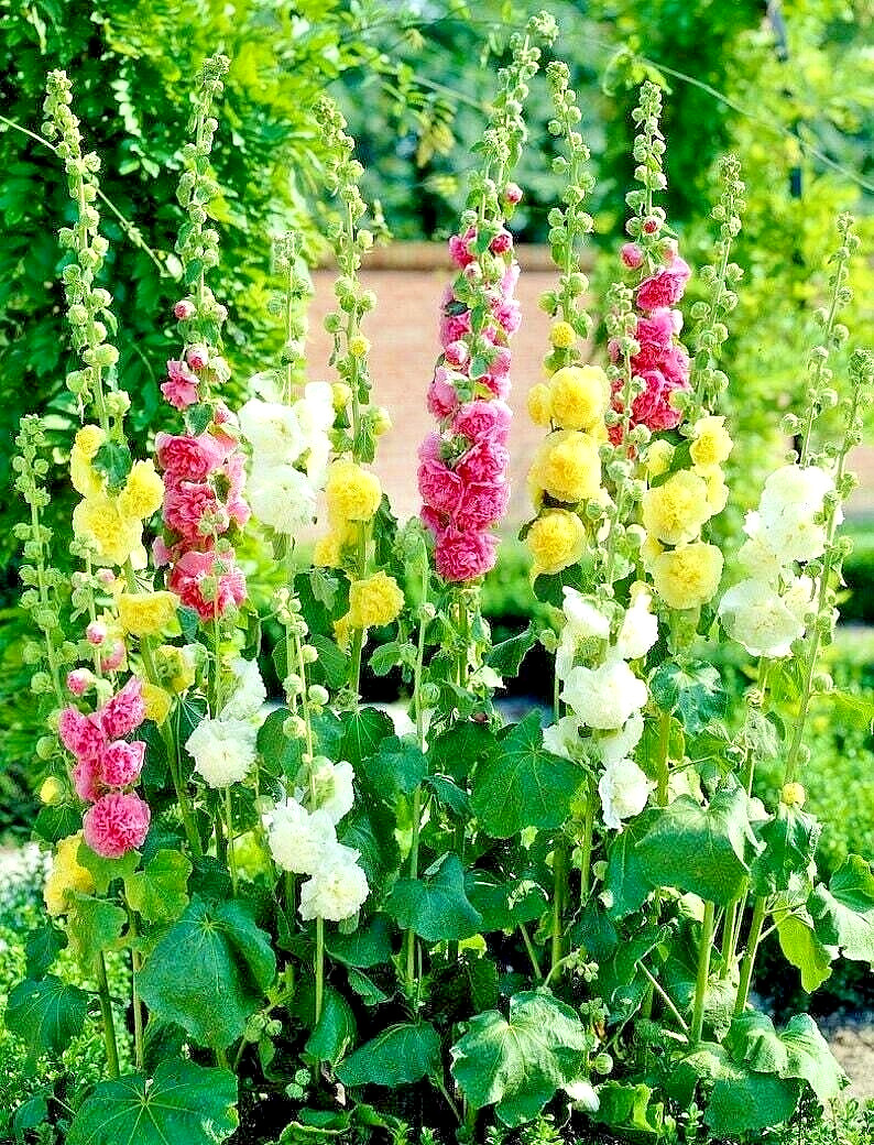 60+ HOLLYHOCK MIX SEEDS – HUGE FLOWERS – BEES BUTTERFLIES —————– RARE